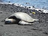 Hawaii turtle on sand